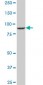 DNAJC10 Antibody (monoclonal) (M01)